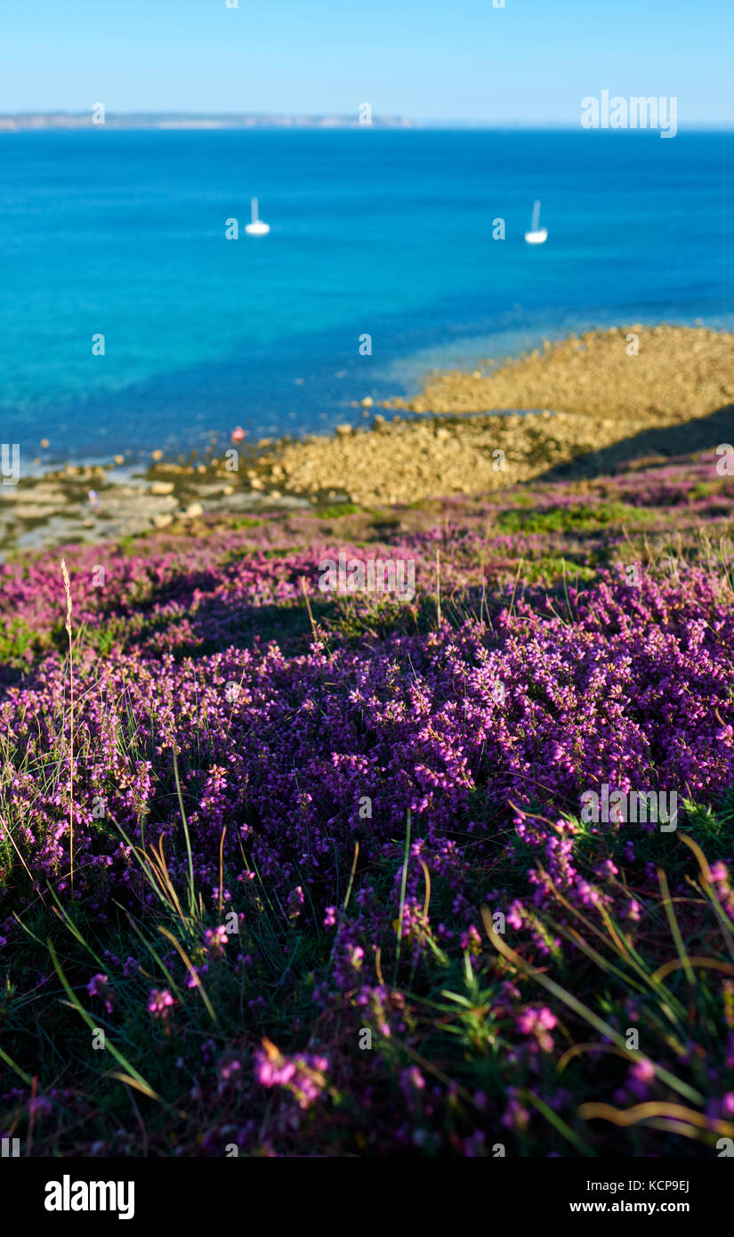 Erica viola e il paesaggio estivo di costa di Pen Hir Finistere Bretagna Francia - Penisola di Crozon Foto Stock