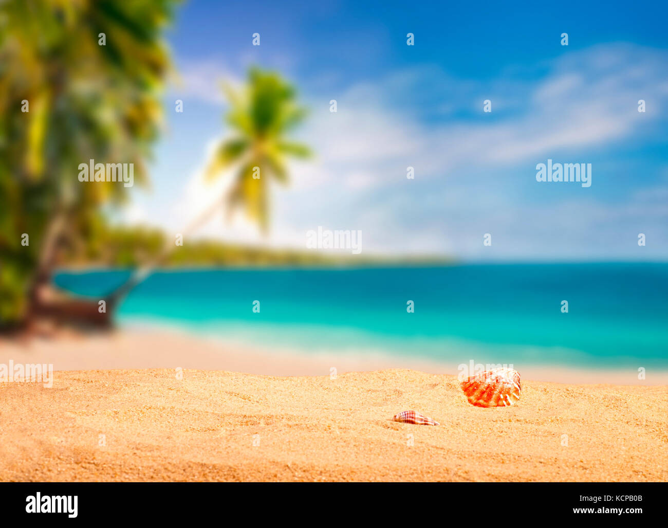 Spiaggia da sogno ai tropici con gusci in primo piano Foto Stock