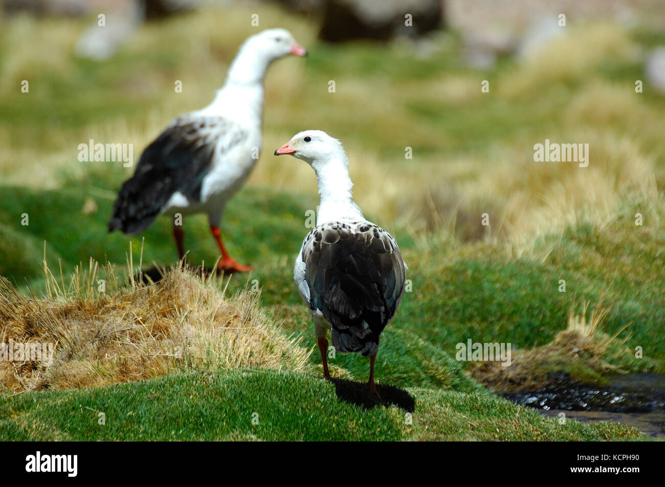 Il Cile deserto di atacama il fiume Rio forme putana nell altopiano di una vasta zona umida che ospita un gran numero di specie di uccelli nidificanti. andina (oca chloephaga melanoptera). Foto Stock