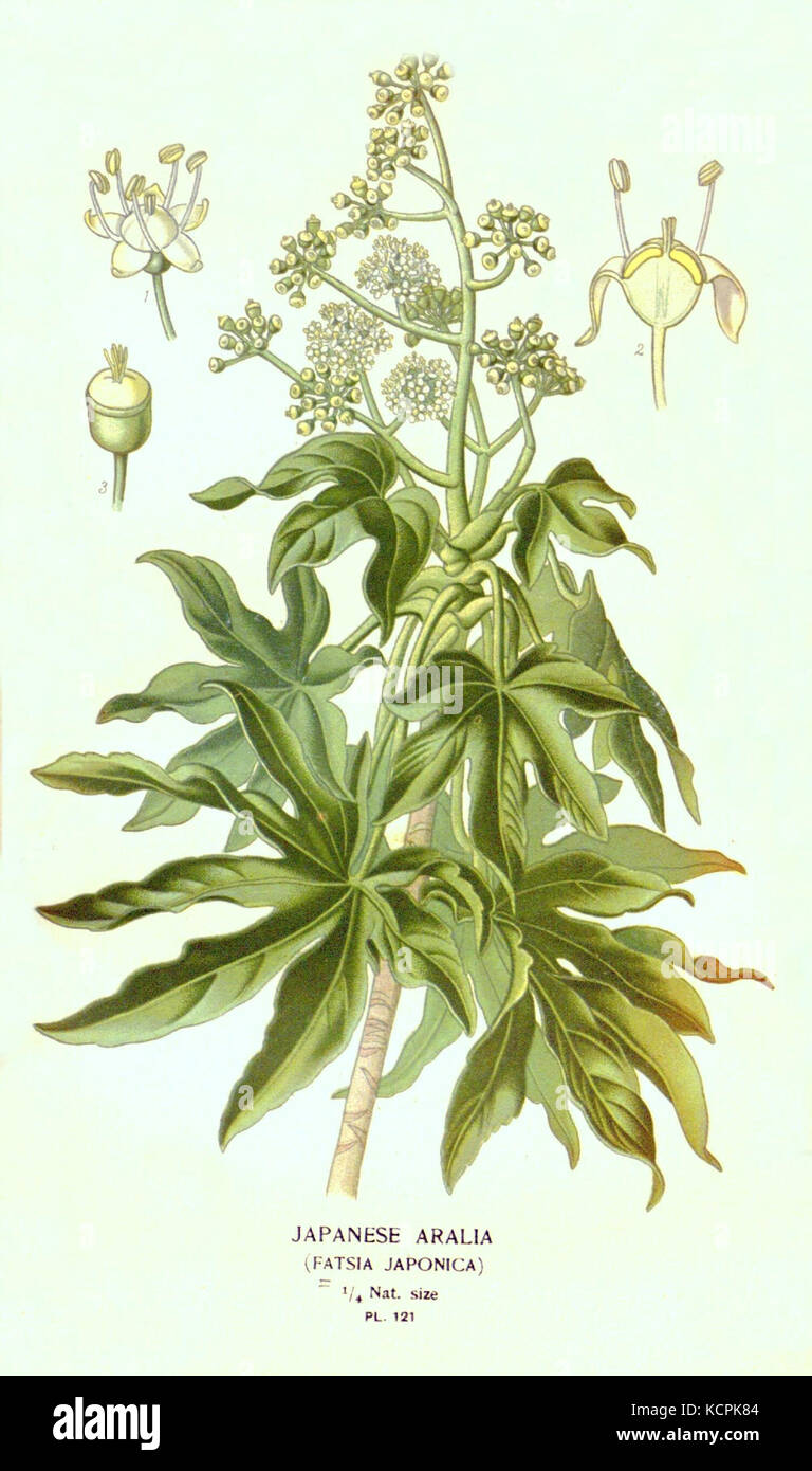 Un'illustrazione della Fatsia japonica, comunemente nota come aralia giapponese, che mostra il suo fogliame unico e la sua struttura vegetale. Foto Stock