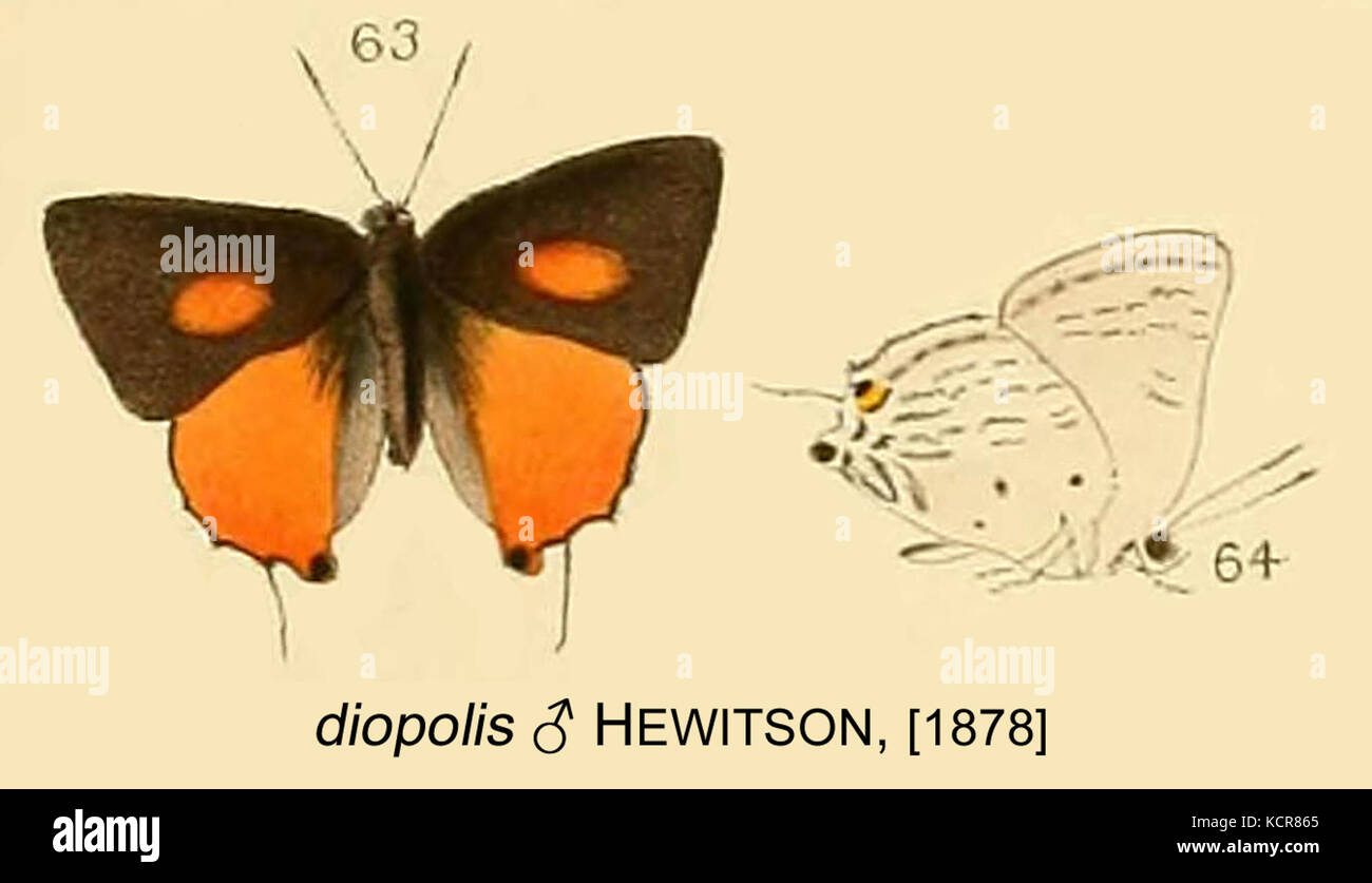 Questa immagine intitolata "Diopolis" di Hewitson, del 1878, è una rappresentazione di una scena storica o luogo. Si tratta probabilmente di una rappresentazione artistica o architettonica della fine del XIX secolo, che riflette le preferenze estetiche dell'epoca. Foto Stock