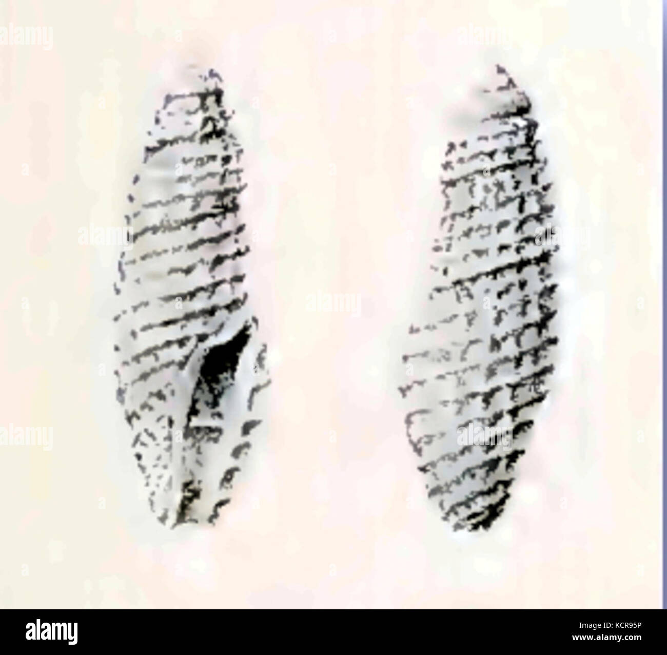 Bactrocythara haullevillei 001 Foto Stock