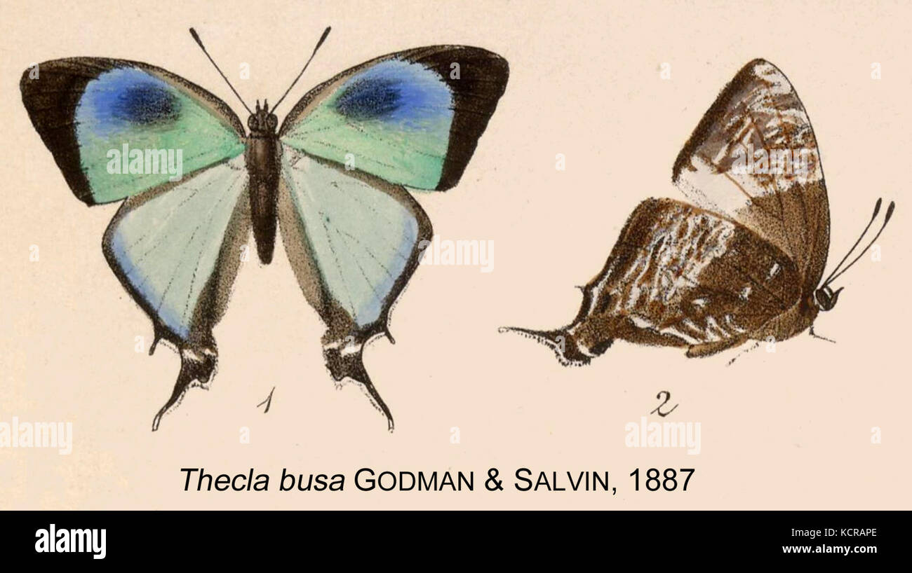 BusaGodmanSalvin1887OD Foto Stock