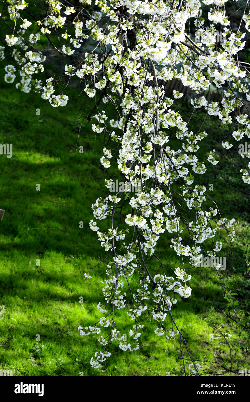 aria, bellezza, natura, natura, foglie, verde, primavera, estate, tempo, amore per il giardinaggio, santuari del giardino, immagini climatiche, terapia mente e anima Foto Stock