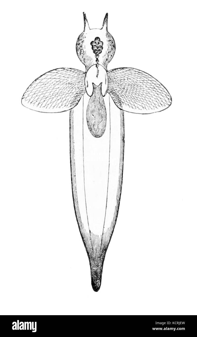 Clione limacina è una specie di lumache di mare, nota anche come "calamari di vetro" o "ali d'angelo". Questo invertebrato marino è noto per il suo corpo trasparente e le sue distinte appendici simili ad ali, che lo rendono un argomento interessante negli studi di biologia marina. Foto Stock