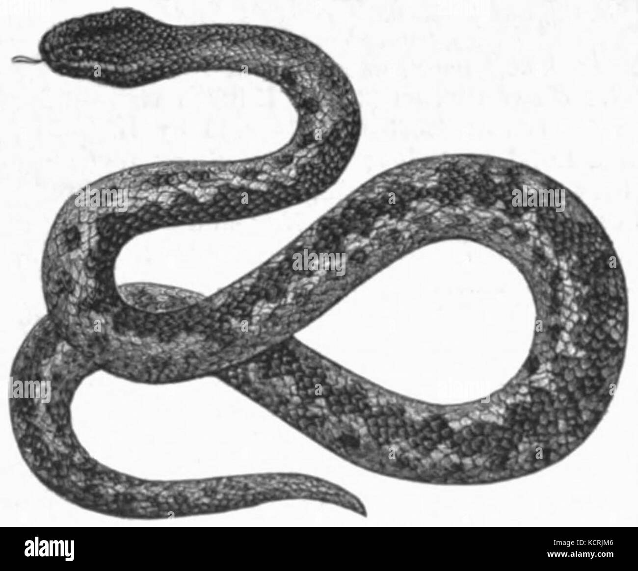 AmCyc Viper Viper europea Foto Stock