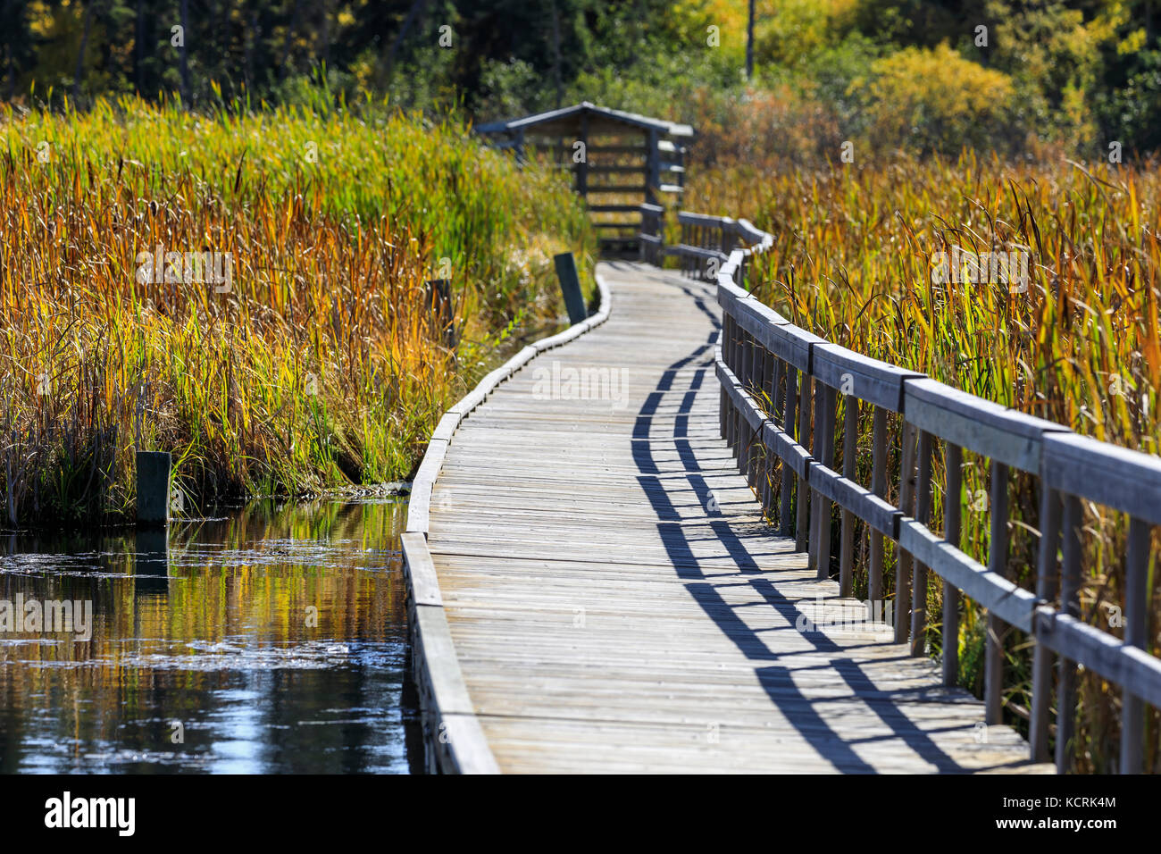 Ominik Marsh boardwalk, Equitazione Mountain National Park, Manitoba, Canada. Foto Stock
