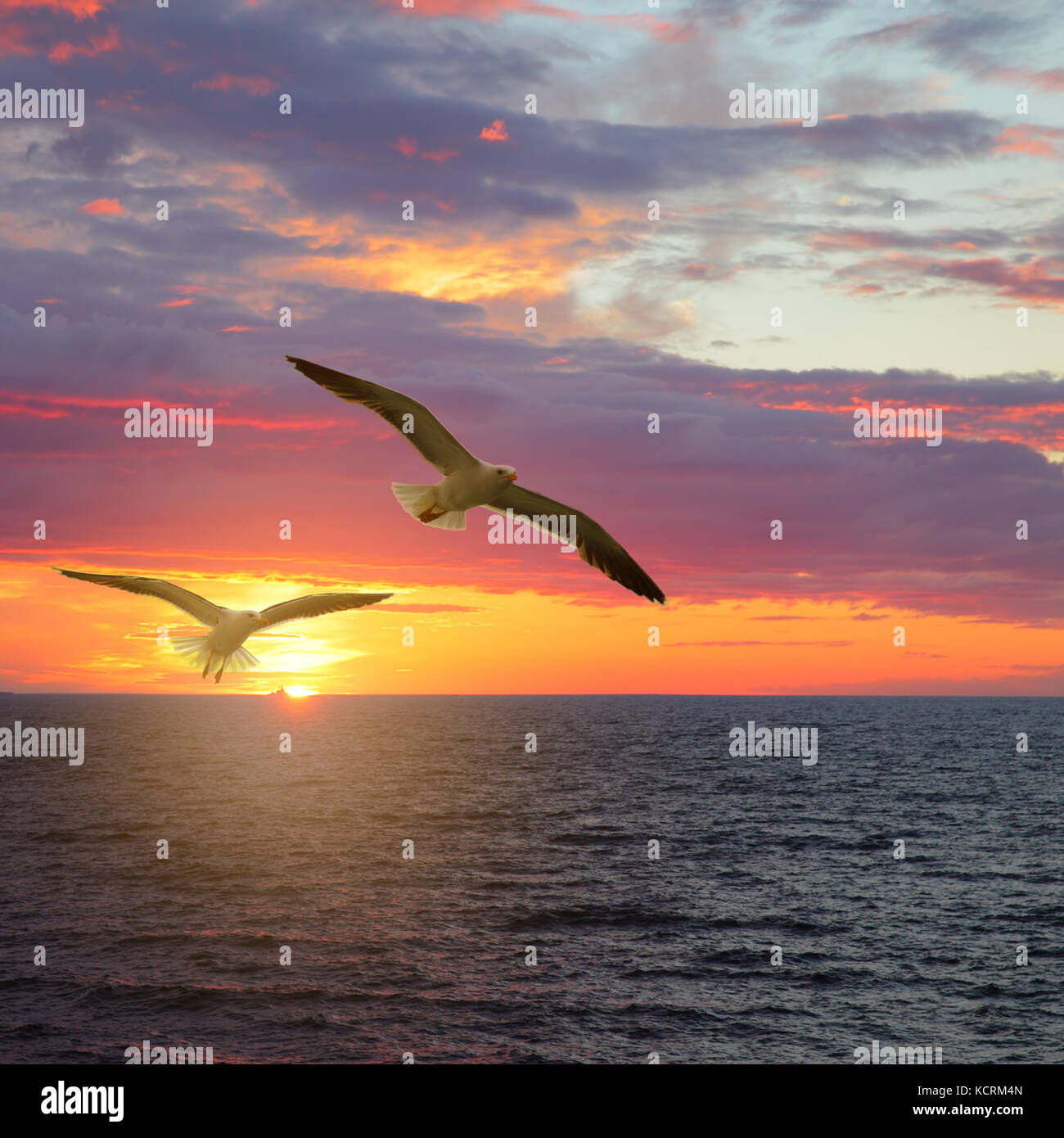 Scenic sunset seascape con gabbiani Foto Stock
