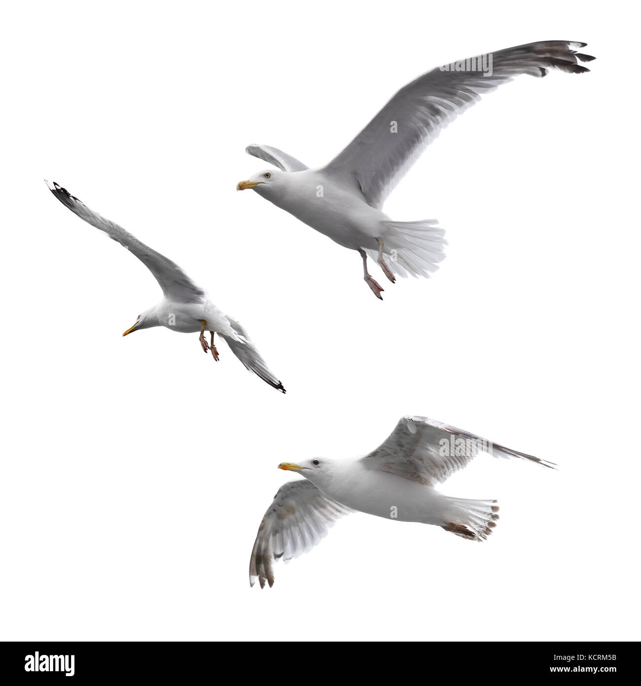 Flying gabbiani isolati su sfondo bianco Foto Stock