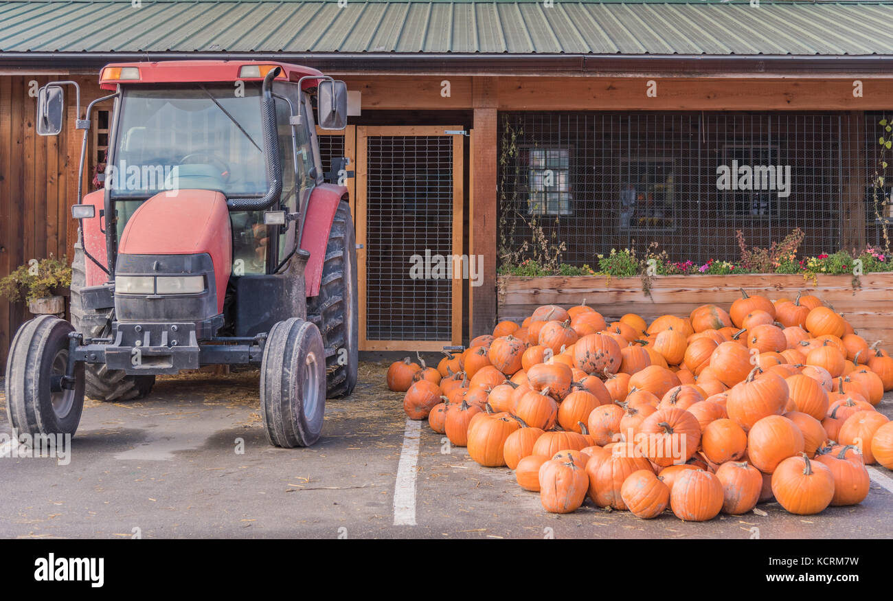 Pila di zucche accanto al trattore a supporto di fattoria in autunno Foto Stock