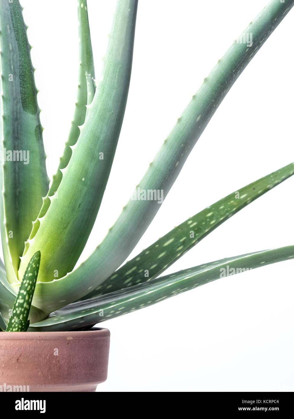 Aloe vera pianta in vaso di ceramica su sfondo bianco Foto Stock