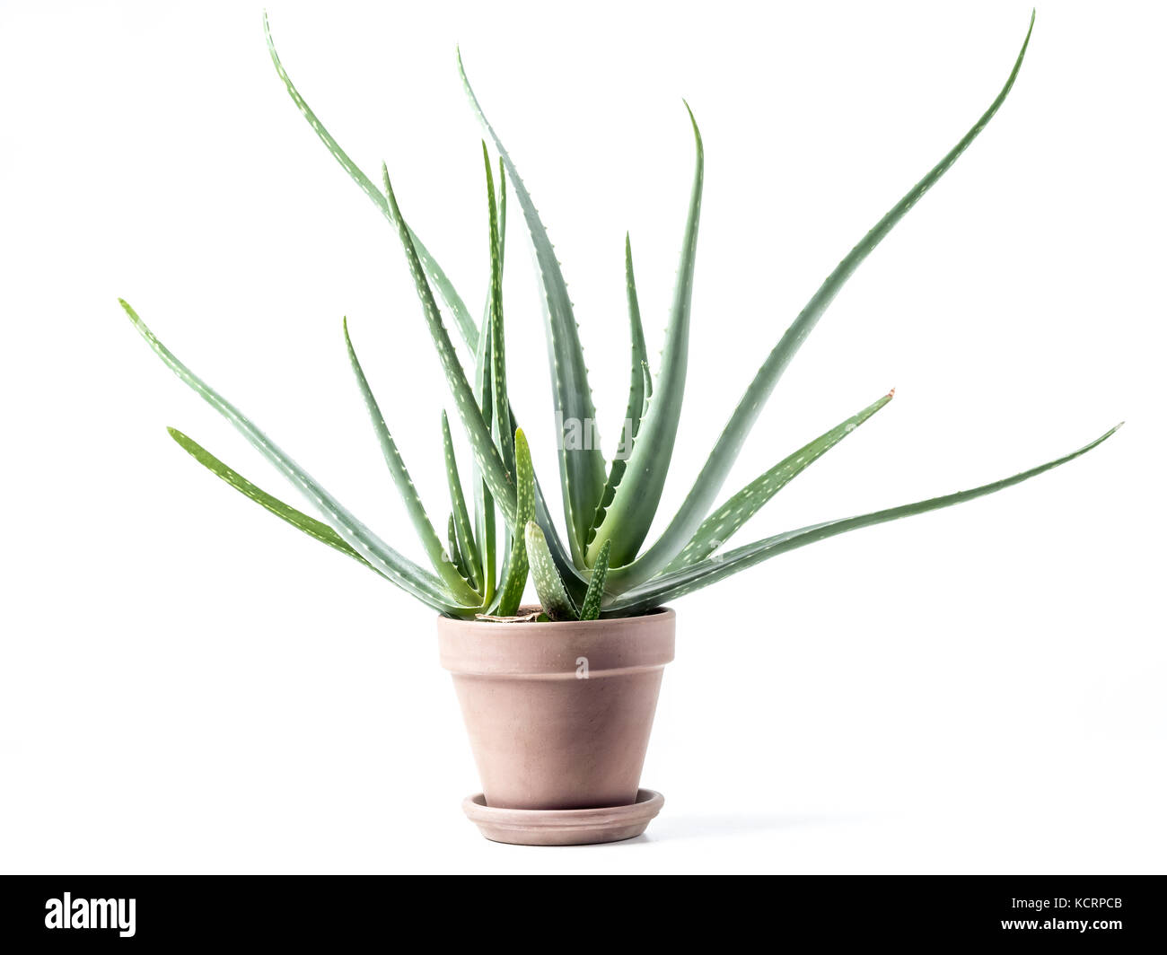 Aloe vera pianta in vaso di ceramica su sfondo bianco Foto Stock