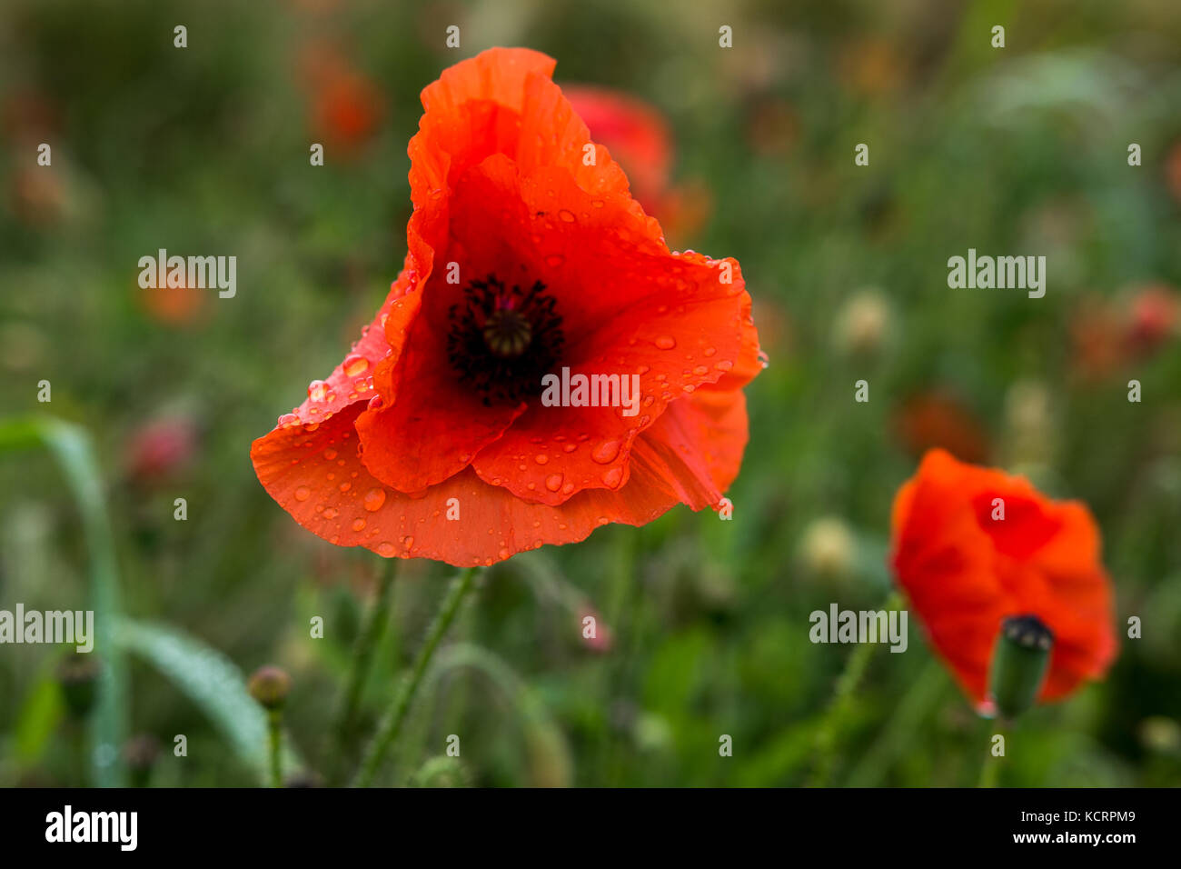 Poppies in campo Foto Stock