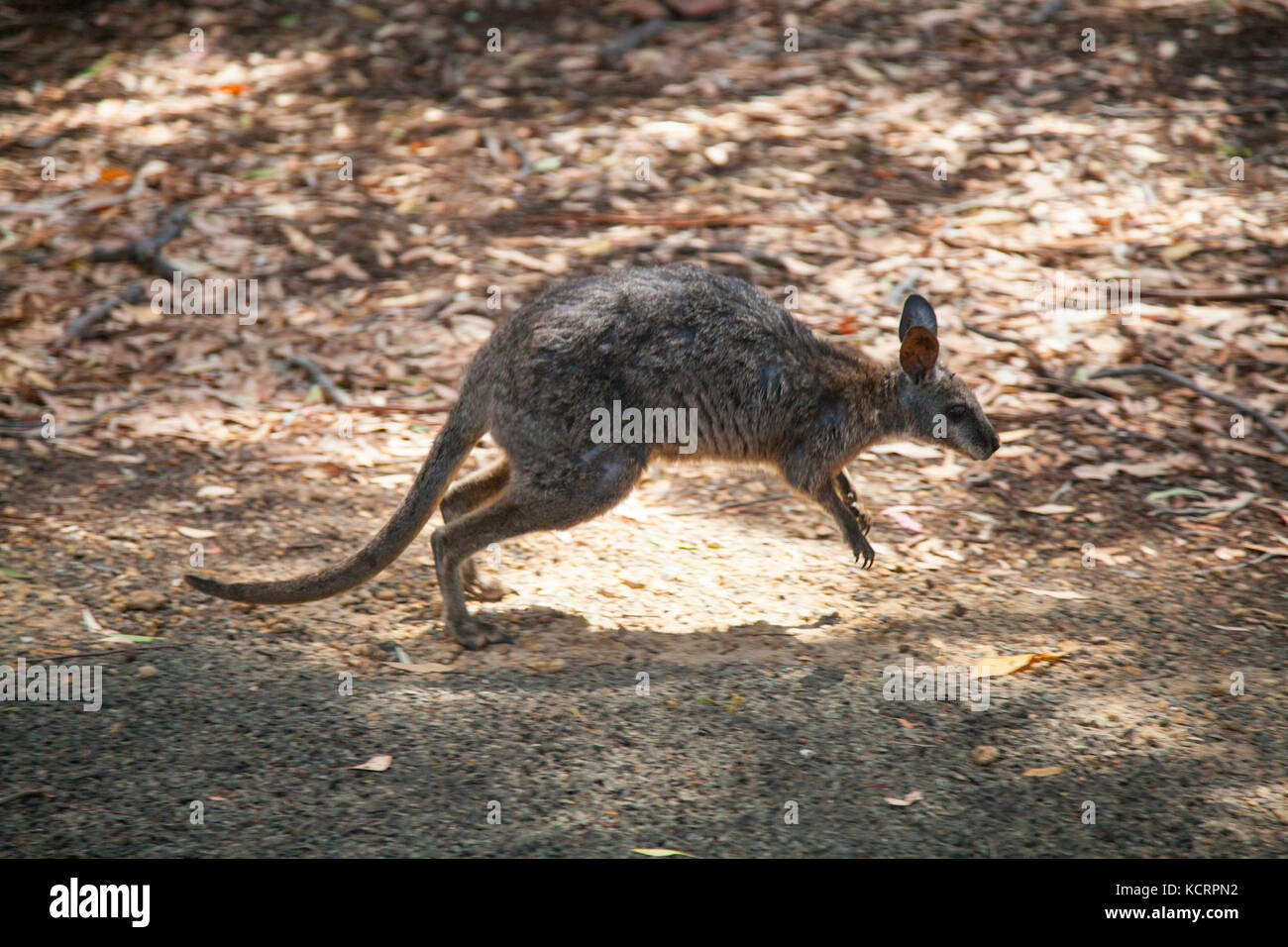 Wallaby in habitat naturale al Parco Nazionale di Flinders Chase su Kangaroo Island, in Australia Foto Stock