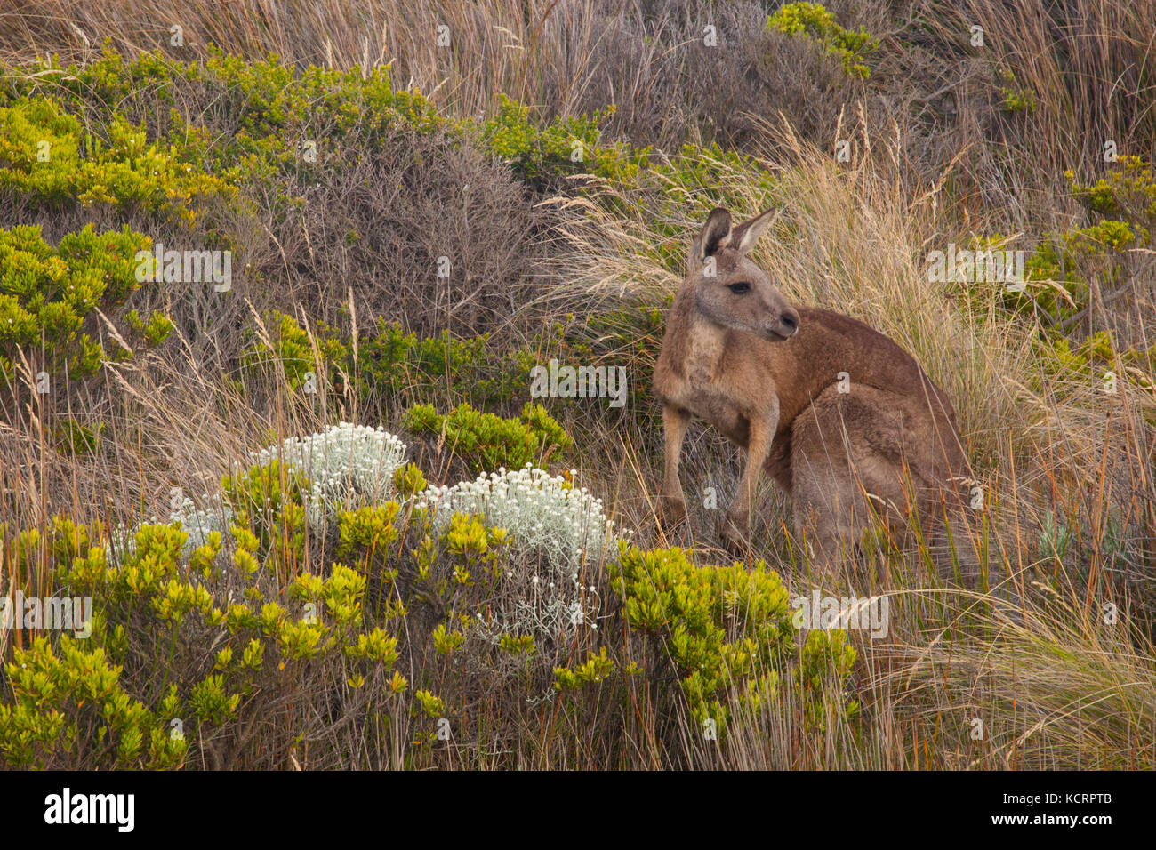 Canguri selvatici in habitat naturale lungo la Great Ocean Road in Victoria, Australia Foto Stock