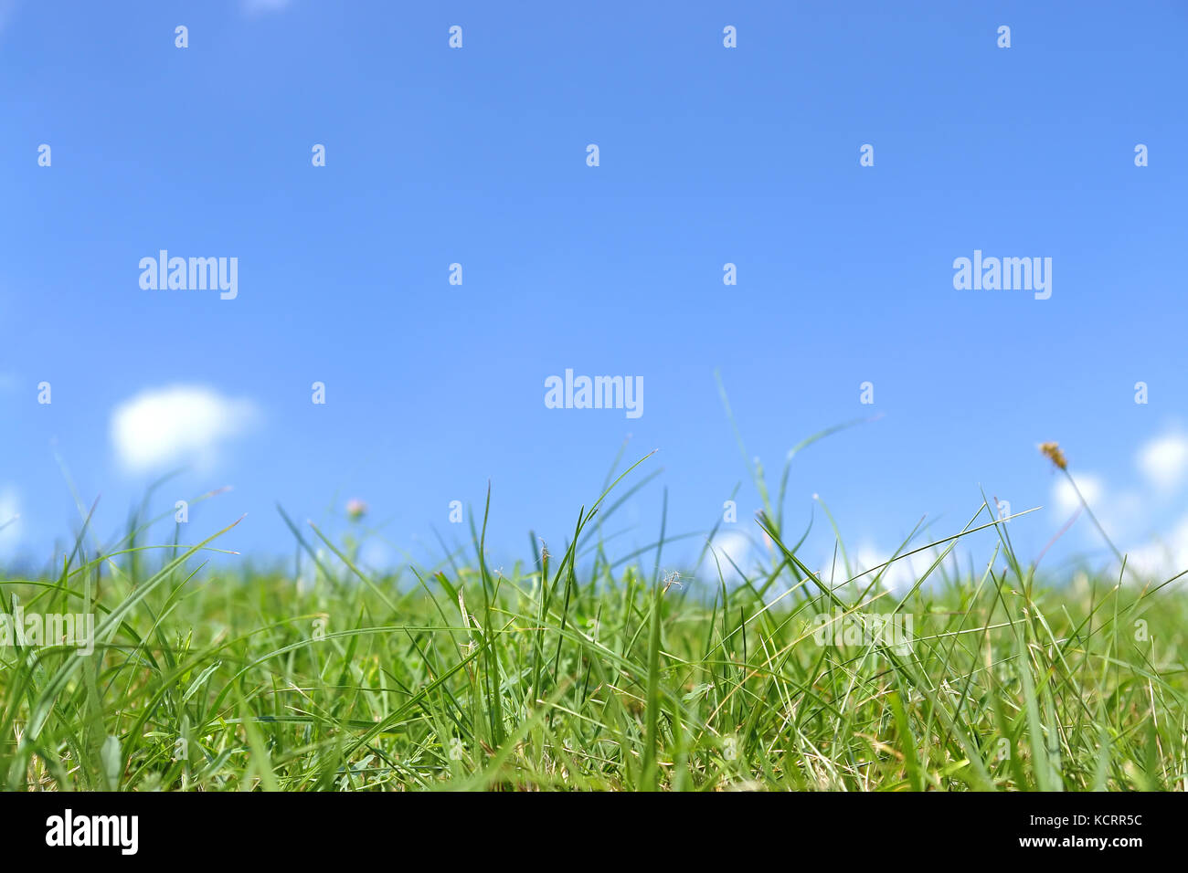 Fresco di erba verde contro il cielo blu con nuvole Foto Stock