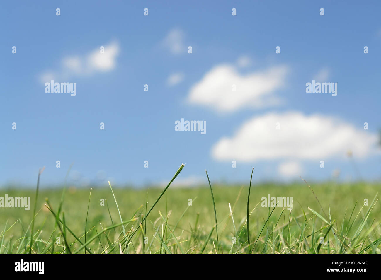 Fresco di erba verde contro il cielo blu con nuvole Foto Stock