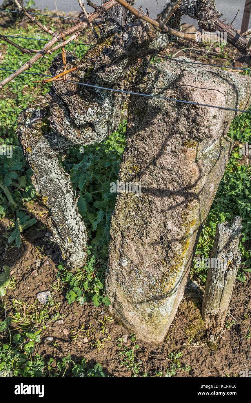Vitigni più antichi di tutto il mondo (1618), Weingut Oberhofer, Rhodt unter Rietburg, Palatinato, Germania Foto Stock