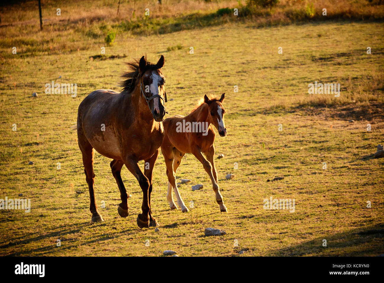 Giumenta e puledro galoppo al pascolo Foto Stock