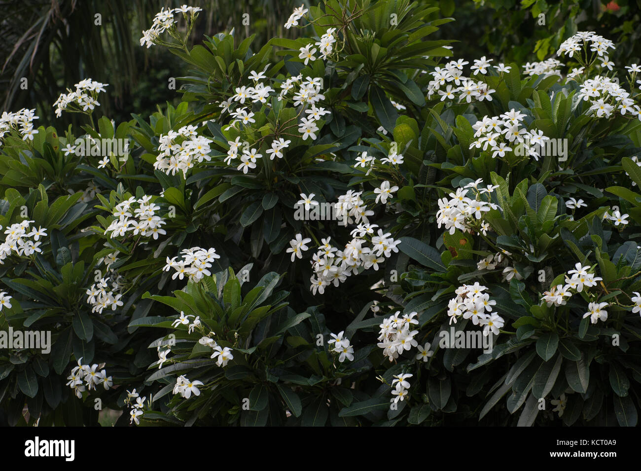 Tre Tample, Plumeria rubra, Apocynaceae, Rishikesh,l'India, Asia Foto Stock