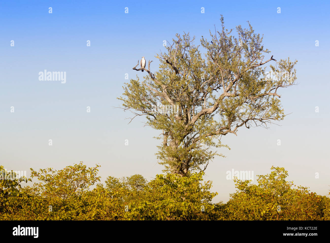 Martial eagle (polemaetus bellicosus) appollaiato in un albero, Kruger National Park, Sud Africa. Foto Stock