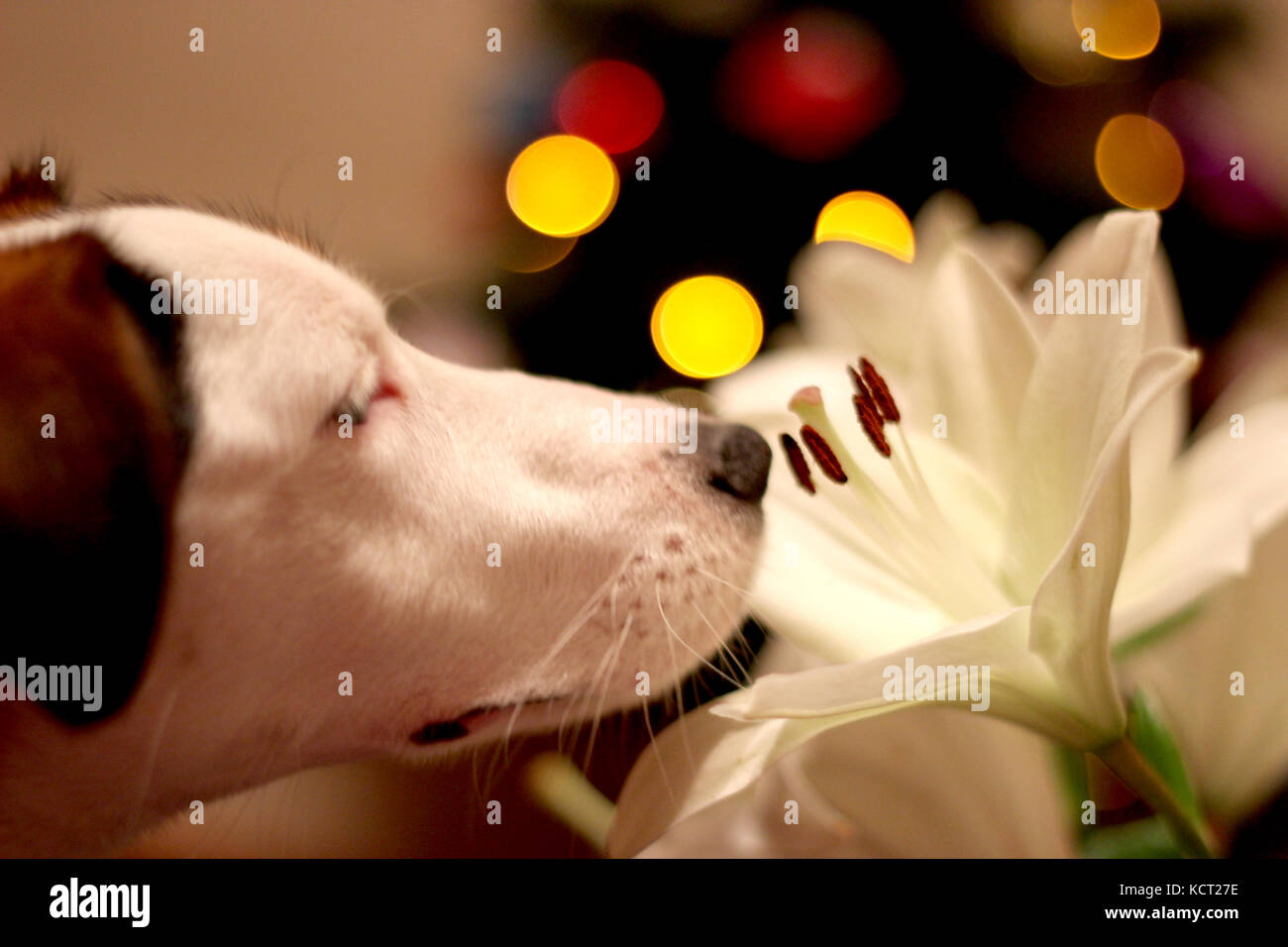 Lo sniffing del cane un fiore Foto Stock