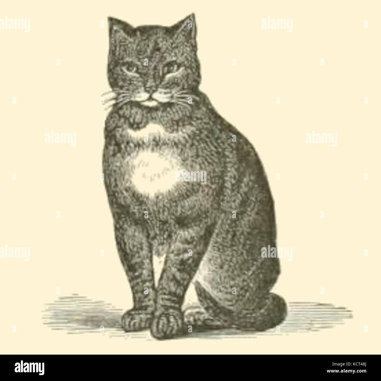 Bianco e nero Cat disegno Foto Stock