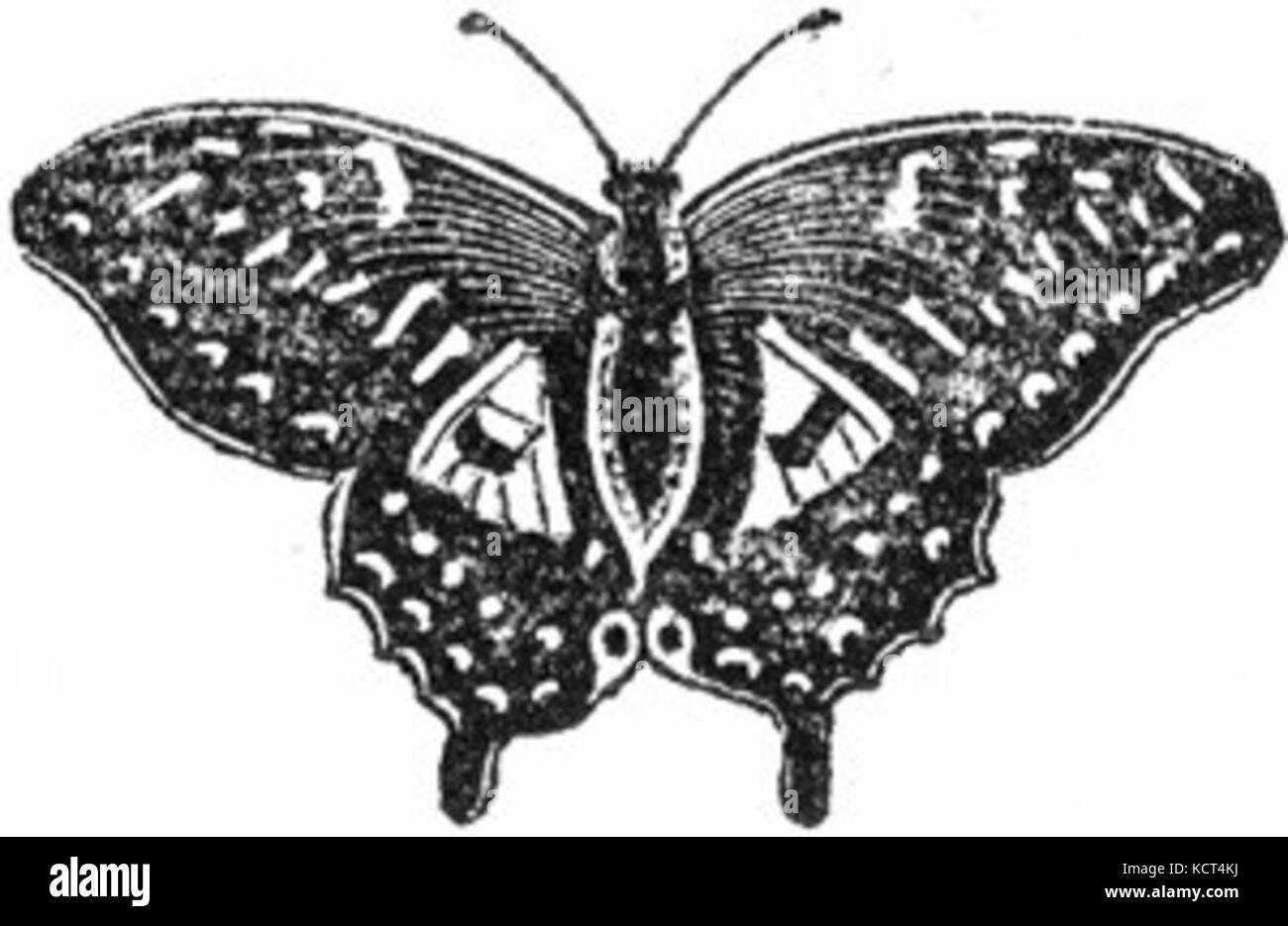 Farfalla in bianco e nero il disegno Foto Stock