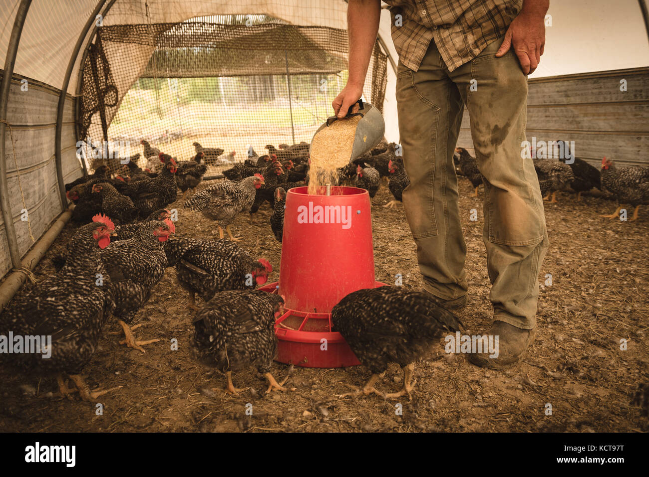 Uomo agricoltore alimentando le galline in casa di pollo Foto Stock