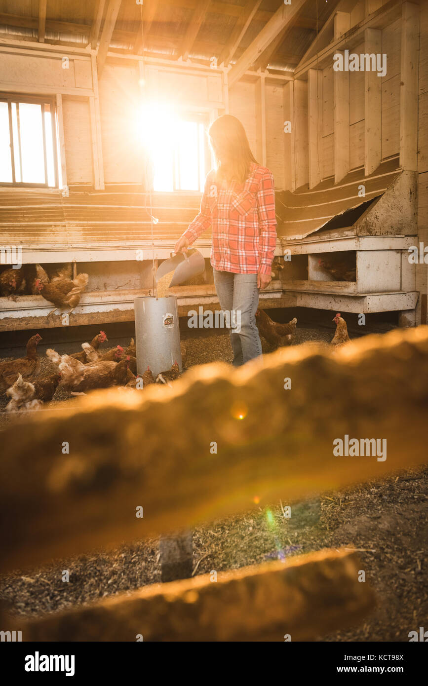 L'agricoltore femmina alimentazione galline in casa di pollo Foto Stock