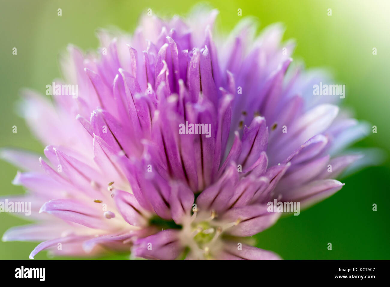 Onion allium fiore dettaglio della testa Foto Stock