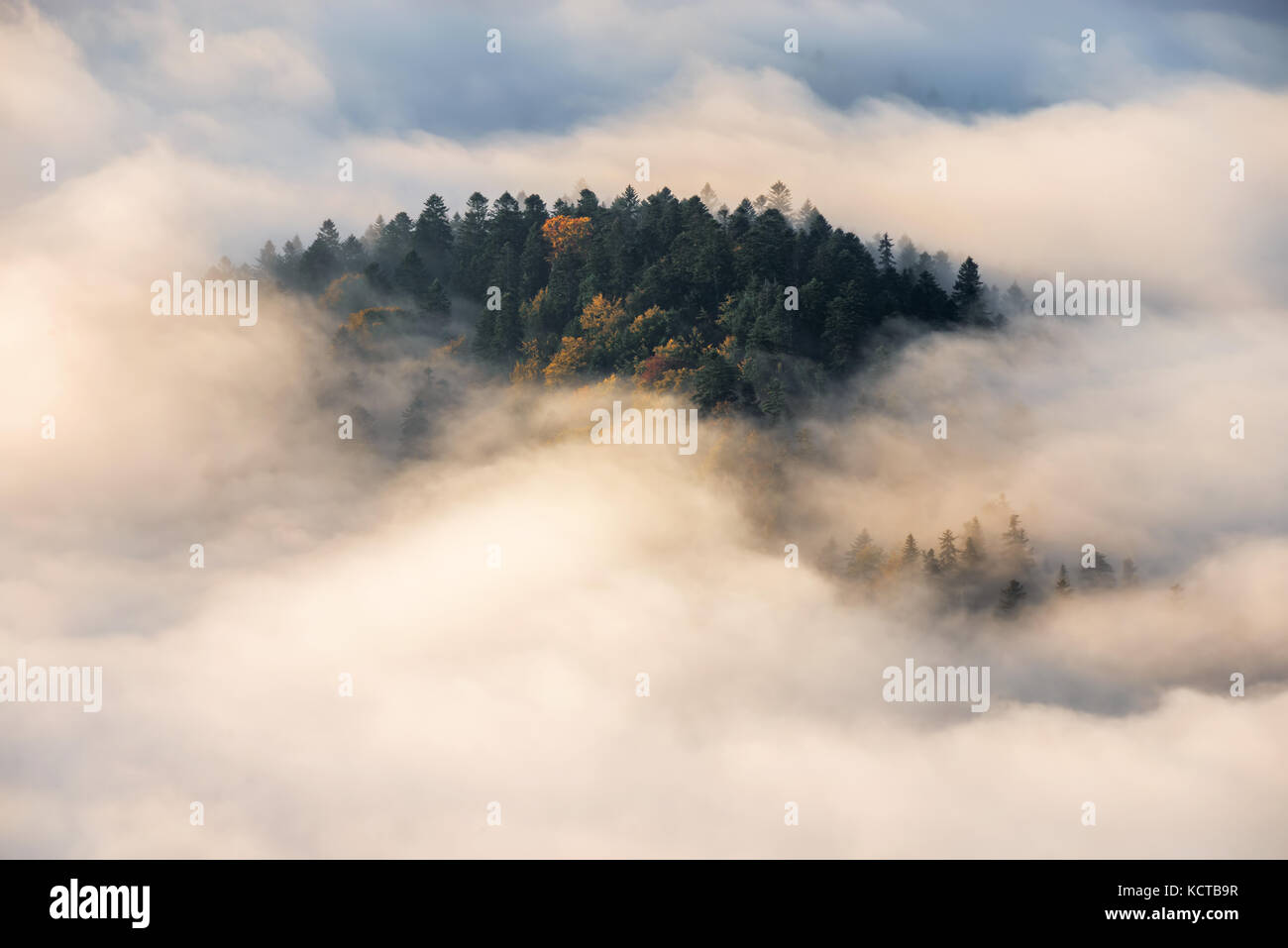 Alberi nella nebbia in pieniny montagne nella luce di sunrise, Polonia Foto Stock