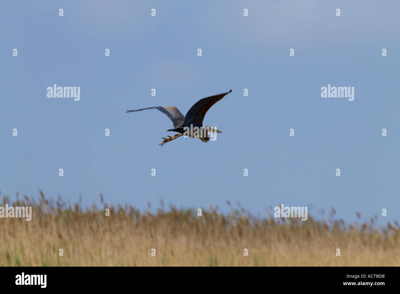 Airone rosso vicino fino dal fiume Po laguna, Italia. Per gli uccelli migratori. Natura italiana Foto Stock
