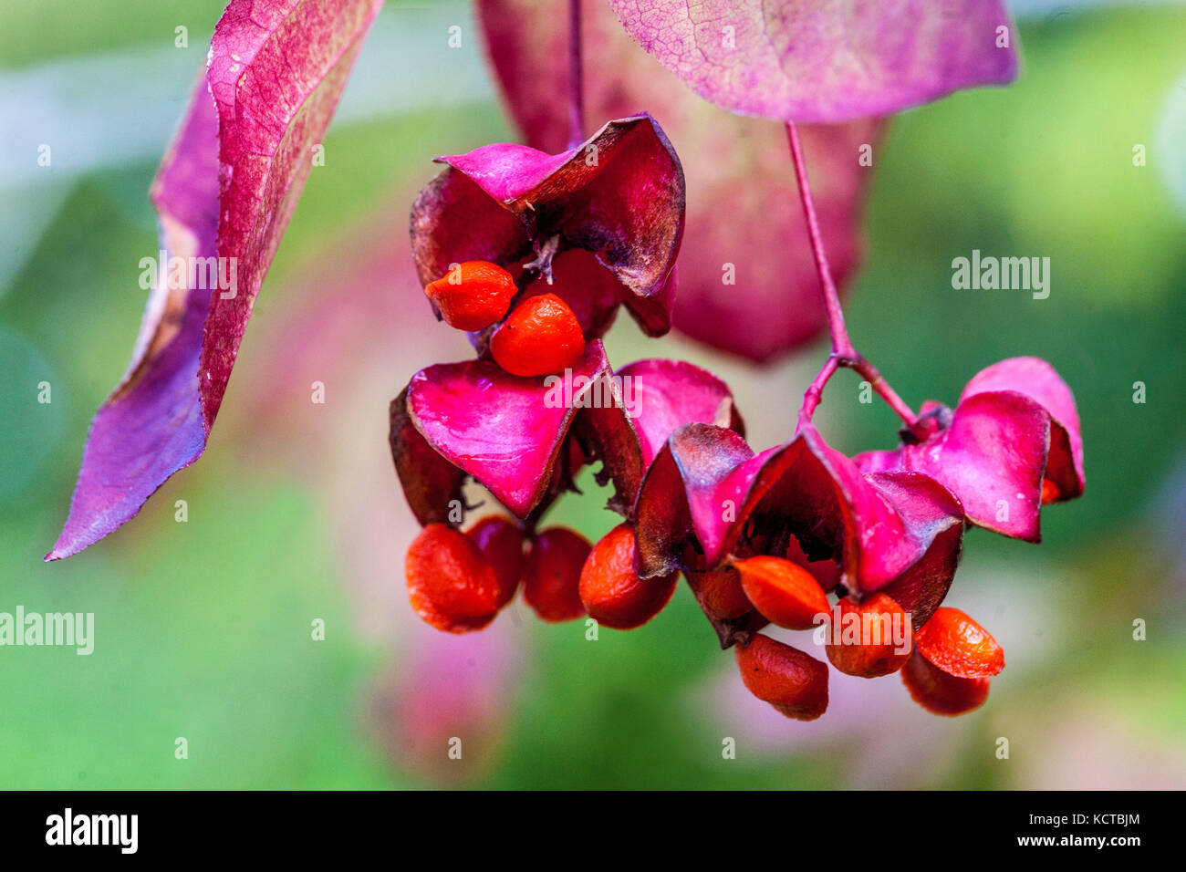 Spindle di foglia larga Euonymus latifolius, frutti di bosco di autunno spindle bacche Foto Stock