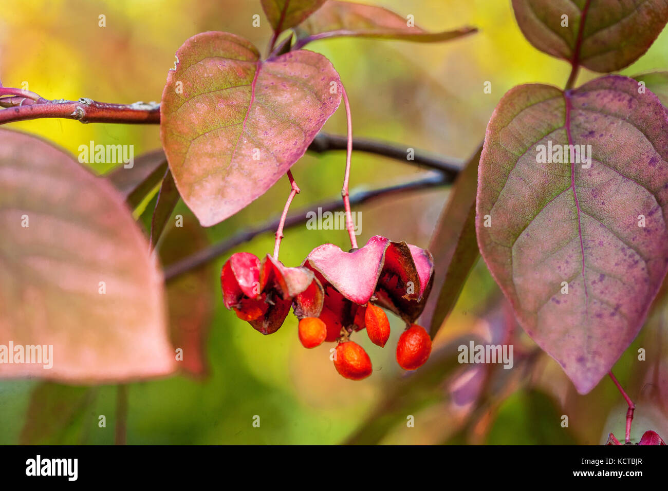 Mandrino di latifoglie Euonymus latifolius, autunno bacche Foto Stock