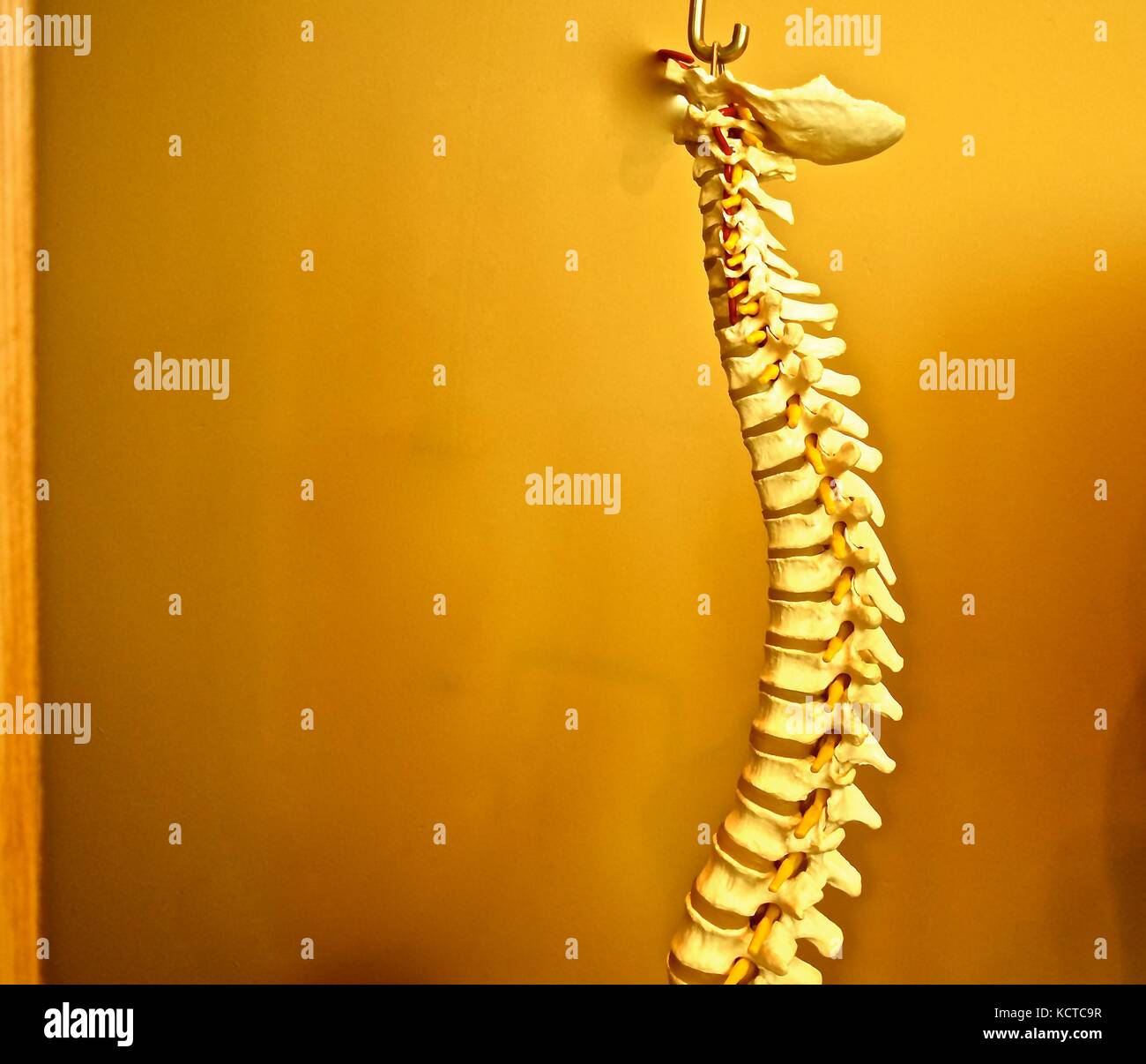Chi non ha mai visto questa replica di un midollo spinale a loro chiropratico dell'ufficio? Esso mostra il corretto allineamento del retro delle ossa. Foto Stock