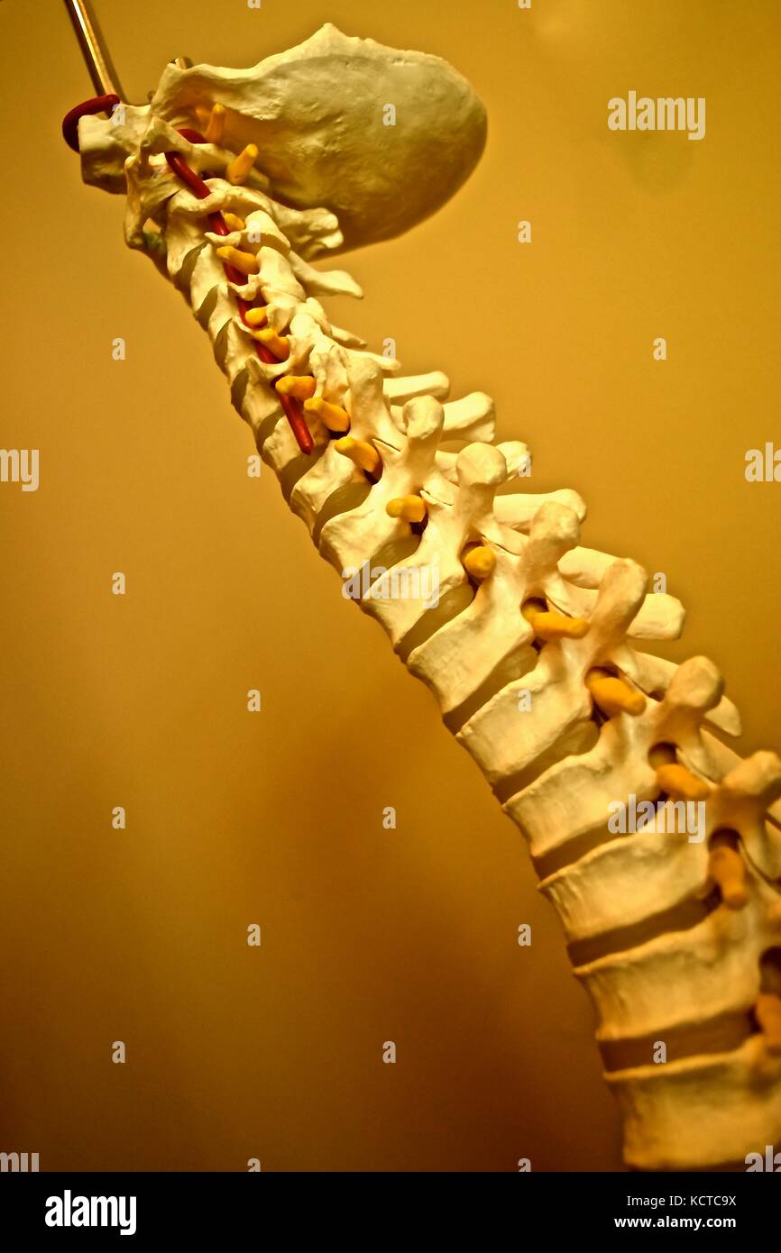 Chi non ha mai visto questa replica di un midollo spinale a loro chiropratico dell'ufficio? Esso mostra il corretto allineamento del retro delle ossa. Foto Stock