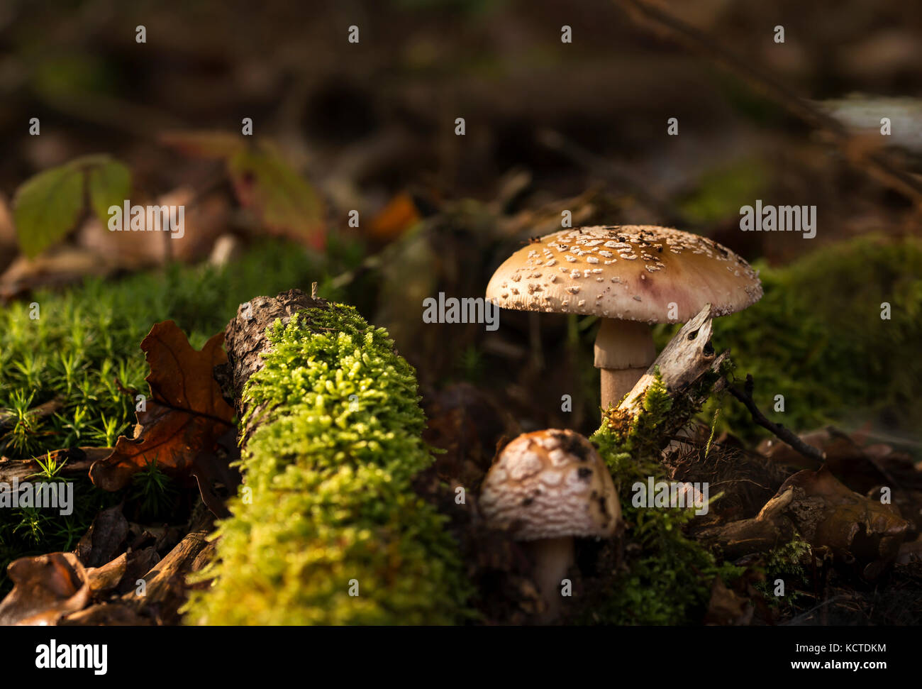 Due amanita regalis funghi nella foresta di massa. Foto Stock