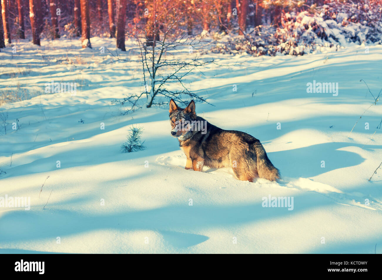 Un cane passeggiate nella neve profonda nel bosco Foto Stock