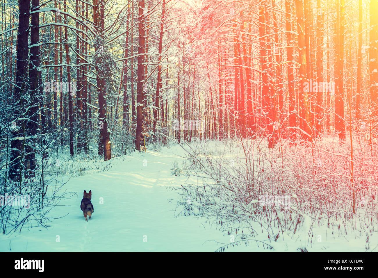 Un cane è in esecuzione in un bosco di pini inverno boschi innevati al tramonto Foto Stock