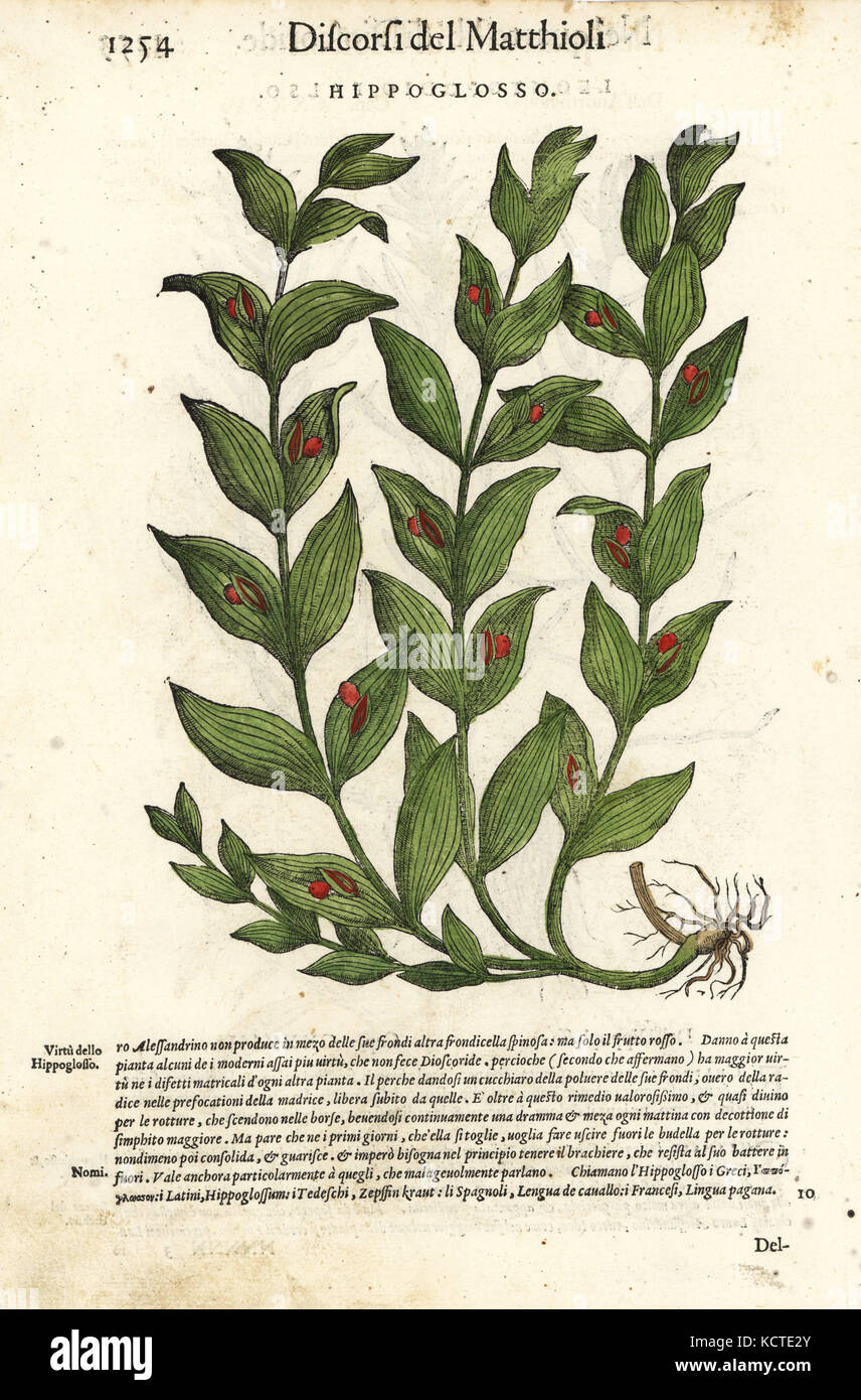 Di smidollati pungitopo o cavallo linguetta lily, Ruscus hypoglossum. Handcolored woodblock print di Wolfgang Meyerpick dopo una illustrazione di Giorgio Liberale da Pietro Andrea Mattioli di discorsi di P.A. Matthioli ne i sei libri della materia Medicinale di Pedacio Dioscoride Anazarbeo (Commento sulla materia medica di Dioscoride), Vincenzo Valgrisi, Venezia, 1568. Foto Stock