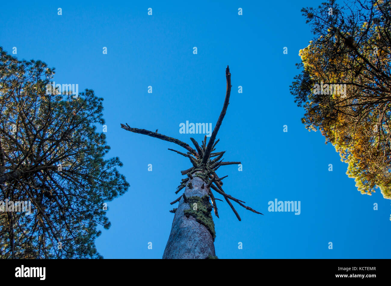 Bosco su un percorso di trekking con un cielo blu Foto Stock