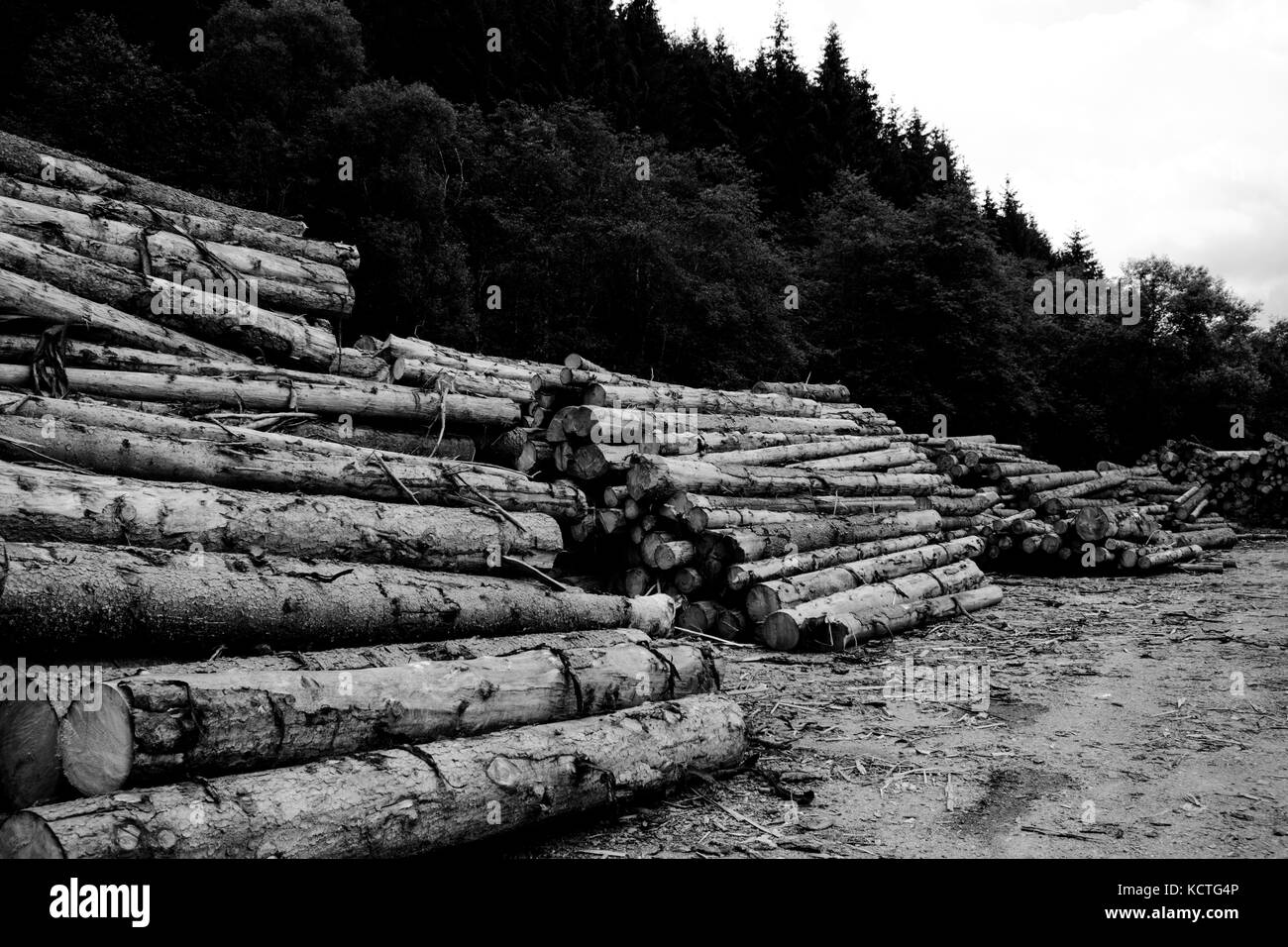 Pile di tronchi in foresta contro il cielo nuvoloso Foto Stock