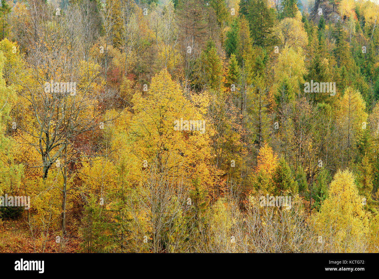 Sfondo di boschi di latifoglie e la foresta di conifere in colori autunnali Foto Stock