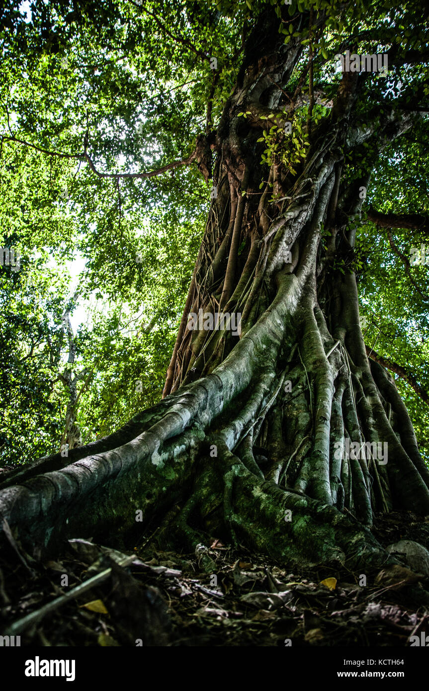 Palau micronesia Foto Stock