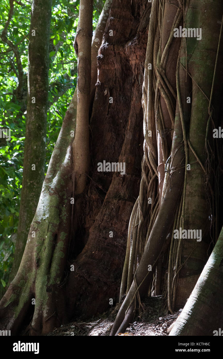 Palau micronesia Foto Stock