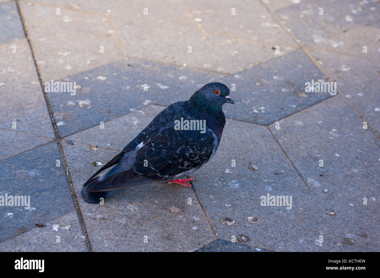 Il piccione maschio Foto Stock