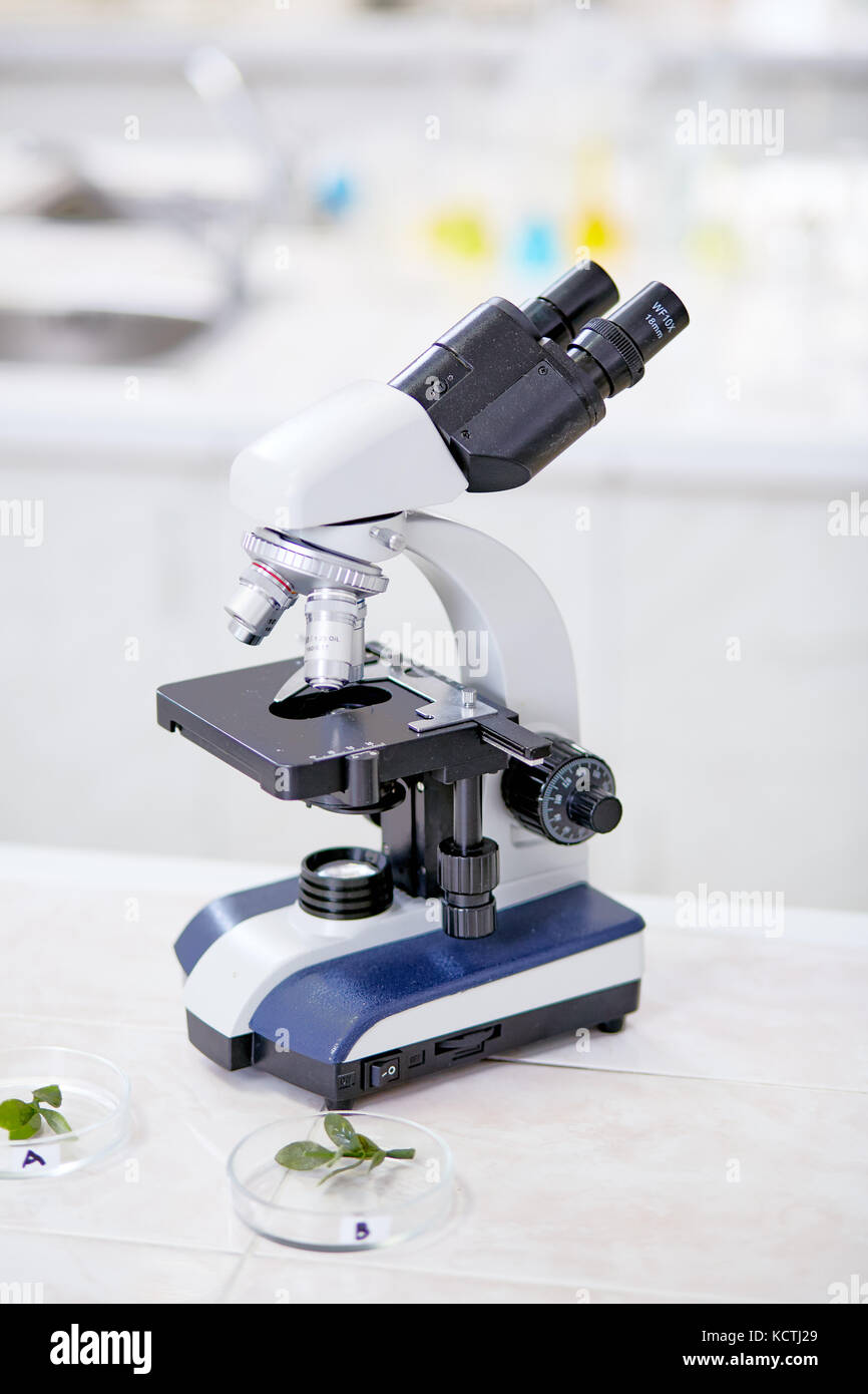 Inquadratura ravvicinata del moderno microscopio binoculare in piedi sul banco del laboratorio di chimica, piantine giacente in capsule di petri preparate per effettuare esperimento, Foto Stock