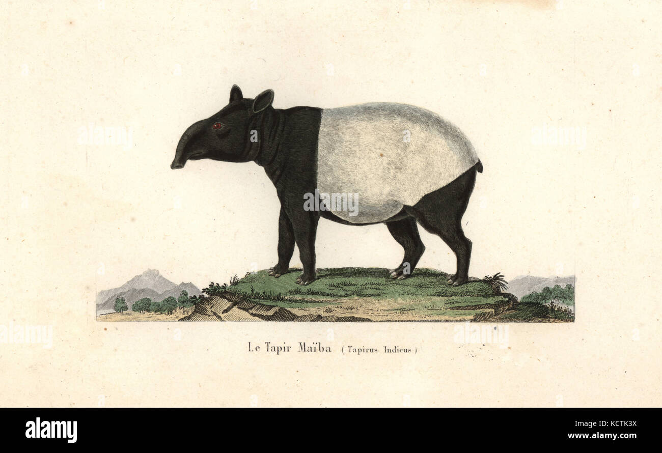 Il tapiro: la malese, Tapirus indicus. In via di estinzione. Handcolored incisione su rame dal rene Primevere della lezione completa de Buffon, Pourrat Freres, Parigi, 1838. Foto Stock