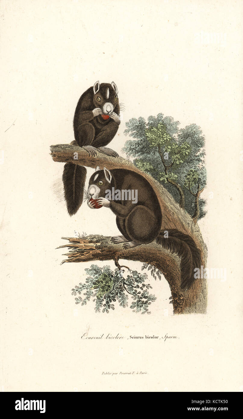 Gigante nero o scoiattolo: la malese scoiattolo gigante, Ratufa bicolor (Sciurus bicolore). Handcolored incisione su rame dal rene Primevere della lezione completa de Buffon, Pourrat Freres, Parigi, 1838. Foto Stock
